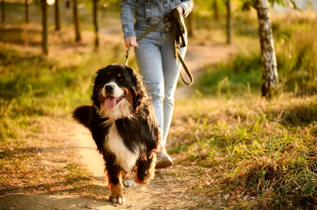 A person in jeans walks a Bernese Mountain Dog on a leash along a sunlit woodland path.